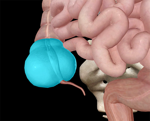 ap-anatomy-physiology-cecum-intestine-colon-digestive-system